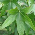 Liquidambar styraciflua feuille